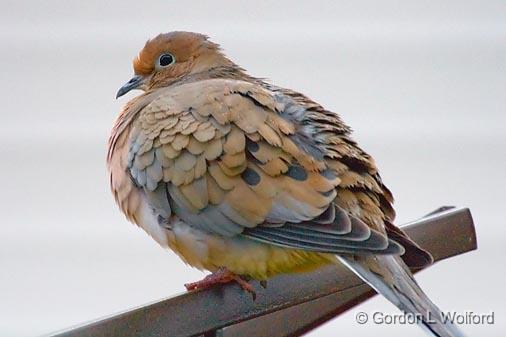 Mourning Dove_52437.jpg - Mourning Dove (Zenaida macroura) photographed at Ottawa, Ontario - the capital of Canada.